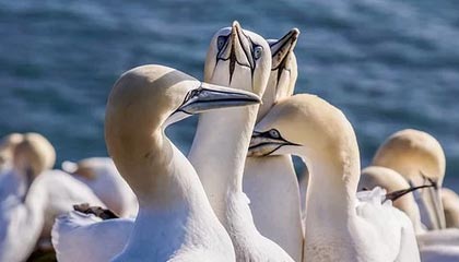 曼城客场横扫，击败尤文图斯