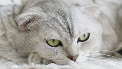 NBA东部决赛湖人首战告捷火箭顽强抵抗